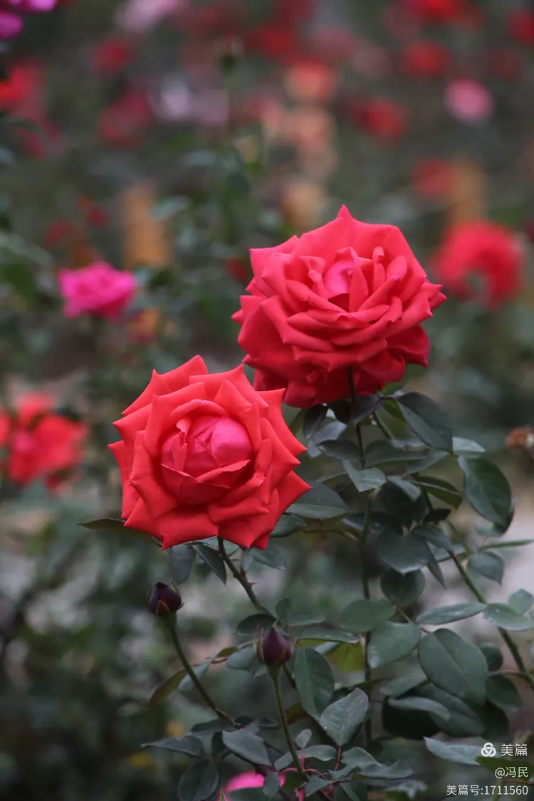 参观游览广州第三十二届园林博览会之云台花园